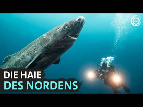 Ice-cold sharks – hunters between the North Sea and Greenland | Experience Earth
