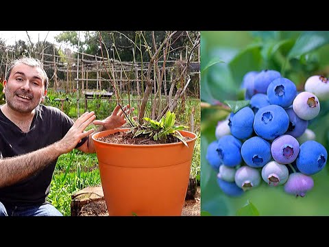 🟣 Cultivo de Arandanos en Maceta - Sustrato y Trasplante