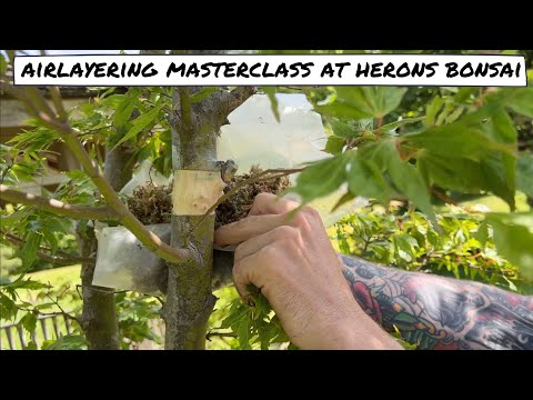 AirLayering Masterclass at Herons Bonsai