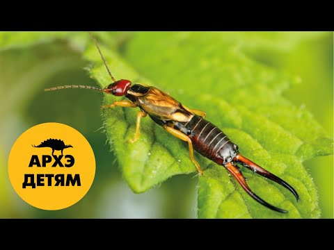 Чудовища из легенд  | Вадим Марьинский (выпуск 26)