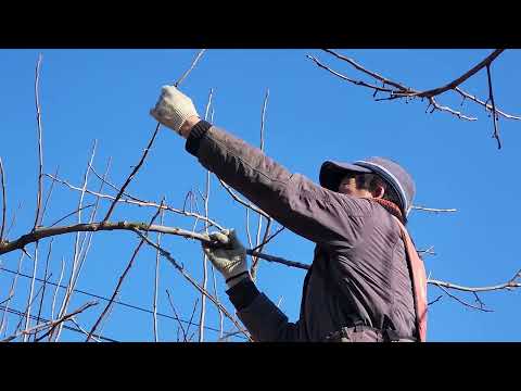 고수분이 알려주는 대봉감나무 전지잘하는방법.전지.방제작업교육.전화:010-3545-6514.날짜:2월14일 금요일.오전10~12시.장소:경산시.압량읍.