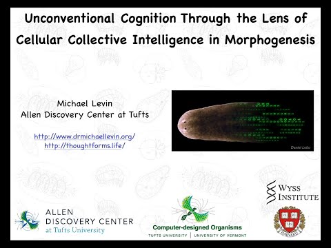 "Unconventional Cognition Through the Lens of Cellular Collective Intelligence in Morphogenesis"