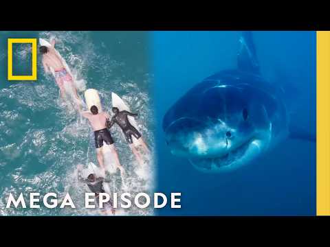 When Sharks Attack 360: Perfect Storms & Wild Weather | MEGA EPISODE | National Geographic