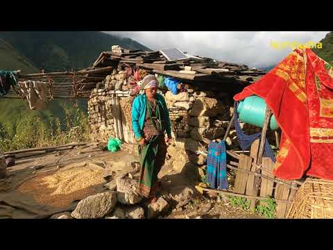 A day in the life of a high-altitude farmer || lajimbudha ||