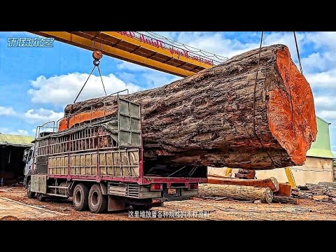largest tree in the world 