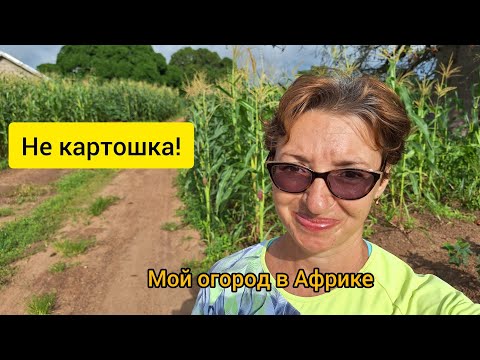 #129 Что растет у меня, а что у соседей в Африке 