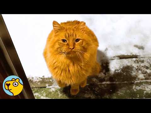 Scared Cat Steps Inside A House For The First Time