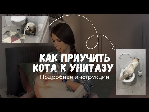 Как приучить кота к унитазу: пошаговая подробная инструкция