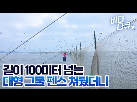 노다지로 고기를 쓸어 담는다. 끝도 안보이는 그물을 바다 한가운데 쳐뒀더니 / 건강망 조업 / #바다다큐