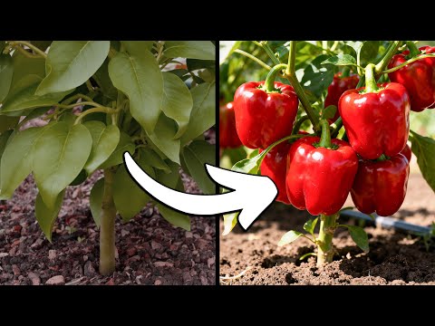 Grow Tons Of Bell Peppers, Not Leaves - Do This For Giant Peppers!