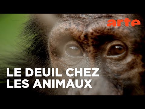 Le chagrin des animaux : mythe ou réalité ? | Documentaire | ARTE