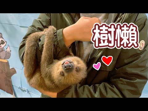 【昆蟲擾西上課了！】樹懶可以飼養？樹懶到底有多慢？體驗一日動物飼育員