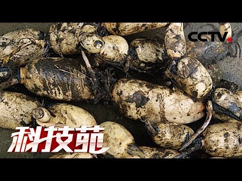 《科技苑》布上种莲藕 一亩收入顶两亩 20180830 | CCTV农业