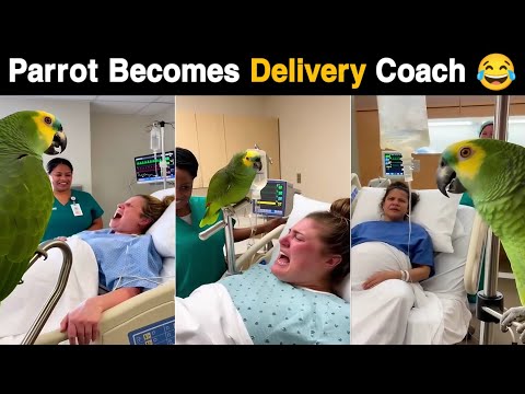 Parrot Becomes Delivery Coach 😂 | Funniest Hospital Moment