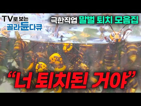 새벽 2시 장수말벌이 잠든 사이 말벌집을 꺼내 말벌주를 담근다🐝 극한직업 장수말벌 퇴치 모음집 ┃최강의 포식자를 사냥하기 위한 전략과 사투!┃장수말벌 수난시대┃#골라듄다큐