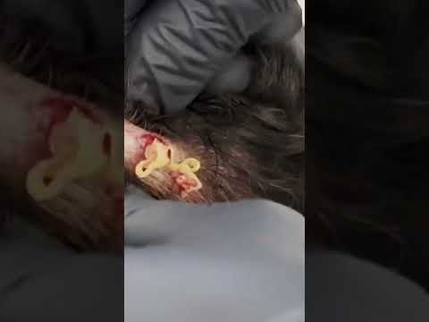 SHORT: THE DOC'S GOT MAD POPS!