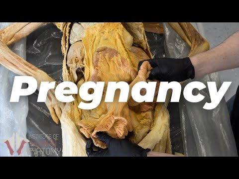 What Pregnancy Does to the Body