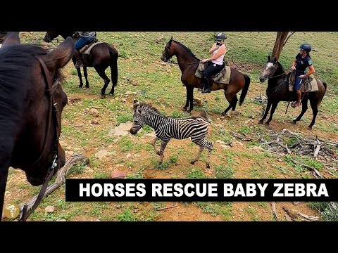 Horse and riders rescue a baby zebra on our Tuli horse riding safari in Botswana, Africa.
