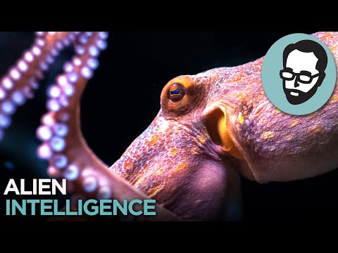 Cephalopods: Aliens From Earth | Random Thursday