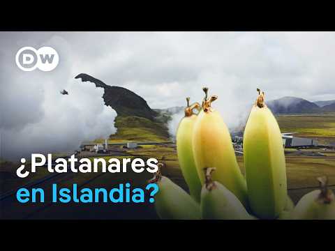 ¿Platanares en Islandia? Cómo se utiliza la energía volcánica para la agricultura | DW Documental