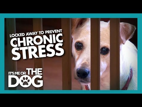 Stressed-Out Jack Russell Due to Face an Early Death | It's Me or the Dog