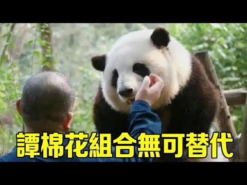The giant panda flower took advantage of grandpa tan's vacation to hold the new dad crazily. it was