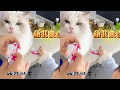 小主人生病，把大老猫心疼坏了，心疼之余还不忘蹭孩子两口药