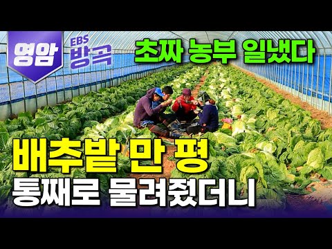 [전남 영암] "몸 힘든 게 마음고생보단 낫다" 스물네 살 여자 혼자 밭 들어가더니｜동네 사람들 만류에도 배추밭 1만 평 물려받아 농사짓는 삼 남매｜청년 농부｜#한국기행 #방방곡곡