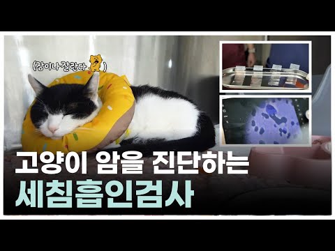 고양이 암, 1시간 안에 진단하는 '세침흡인검사'의 모든 것 | 최고의수의사들