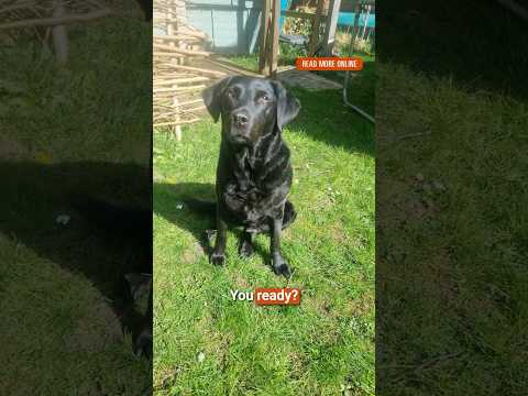 Historical dog facts 🐾