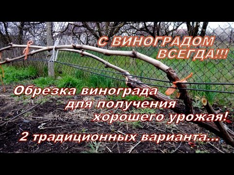 Обрезка виноградного куста! Два варианта обрезки для получения хорошего урожая!
