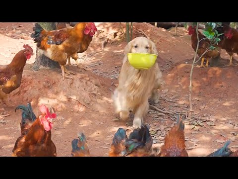 你的人生如果错了方向，我便拉你转回，与你同在，共创辉煌❤️  #家有萌宠