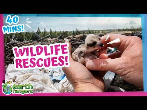40 Minutes Of The Most Amazing Wildlife Rescues! | Earth Rangers