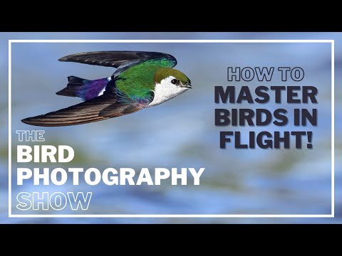 Master BIRDS in FLIGHT Photography! SETTINGS for SUCCESS! Image Stabilisation ON or OFF?