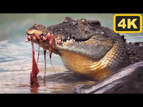 50 Years of Crocodile Survival and Rivalry | Boss Croc | 4K Documentary