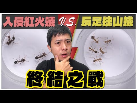 「終結之戰」紅火蟻v.s.長腳捷山蟻part2｜9場精彩對決｜最瘋狂的企劃【臺灣蟻窟】