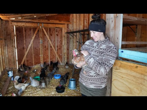 Settling Into Our New Home with All the Critters | Running Water & Canned Food Storage