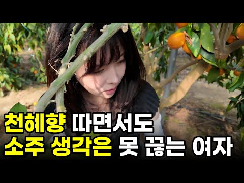 천혜향 따면서도 소주 생각 못 끊는 여자｜일당 12만의 현실