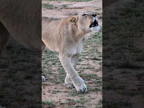 Lioness Roars a Meter From our Vehicle