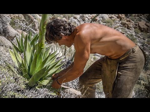 How to Get Lifesaving Water from an Agave Cactus