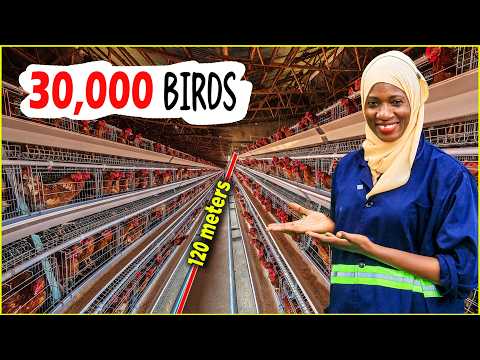 Inside a 30,000 Chicken Automated House (This Will Blow Your Mind!)