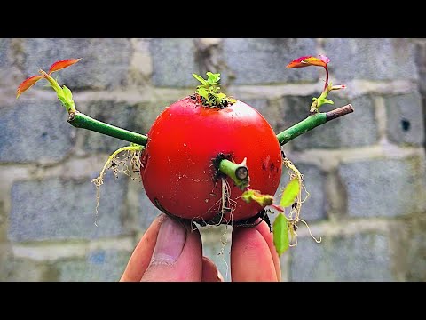 Roses propagation in Tomato with bud cutting | Surprised by the result