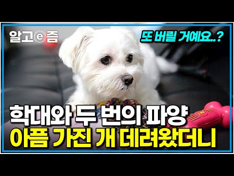 "이젠 행복하자..." 전 보호자에게 맞는 것도 모자라 약까지 먹어 죽을 뻔했던 강아지, 과연 아픔을 딛고 행복해질 수 있을까?｜세상에 나쁜 개는 없다｜알고e즘