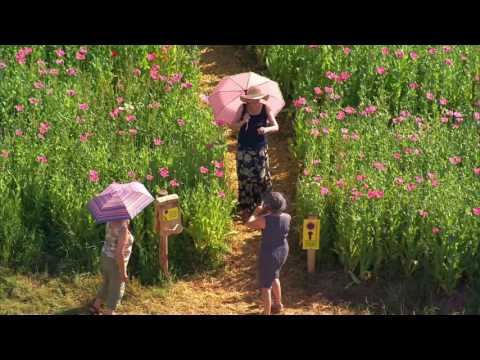 Hessen von oben - Tiere und Landschaften