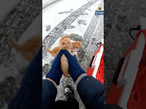 They found abandoned cats.