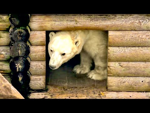 Мы посетили Челябинский зоопарк и ВПЕРВЫЕ увидели ТАНЦУЮЩЕГО белого медведя! 