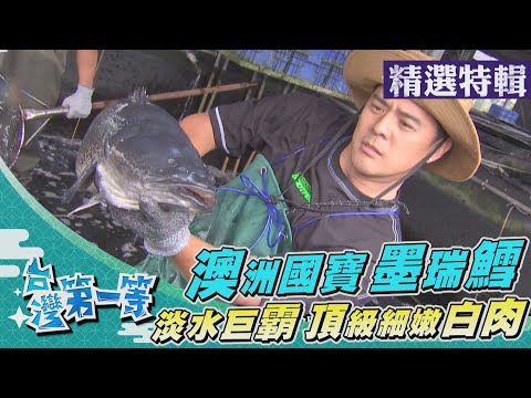 台灣第一等【嚴選頂級魚種培育 香妃檸檬鱸魚／淡水巨霸墨瑞鱈】 _精選特輯