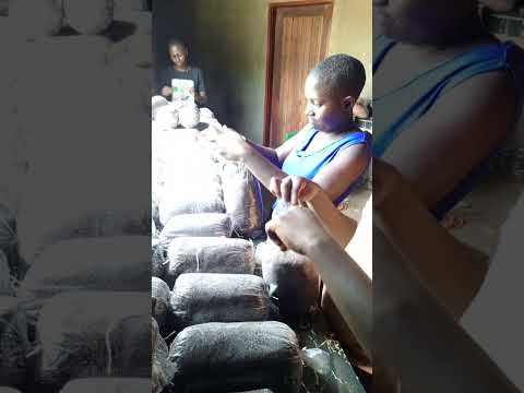 Mushroom Garden Secrets Revealed! #shorts