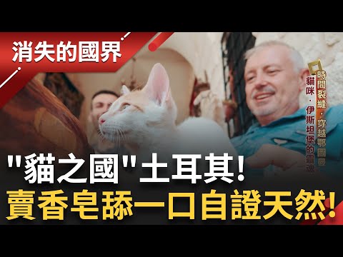 土耳其國際級取景熱點"伊斯坦堡" 候機順便一日遊搶轉機客！土耳其人愛貓成癡！人貓共存的夢幻城市 貓狗殊途生存權惹爭議｜李文儀主持｜【消失的國界完整版】20250803｜三立新聞台