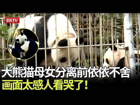 泪奔!#大熊猫母女野放分离前的守望，彼此宽慰依依不舍，画面太感人！看哭了【熊猫奇缘】